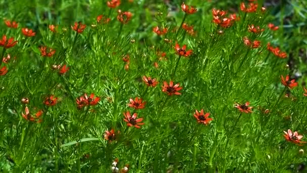 夏のキジ目植物またはAdonis estivalis — ストック動画