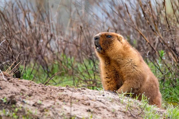 Bozkırda Bobak marmot veya Marmota bobak — Stok fotoğraf