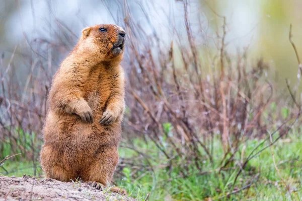 Bobak marmot of Marmota bobak in steppe — Stockfoto