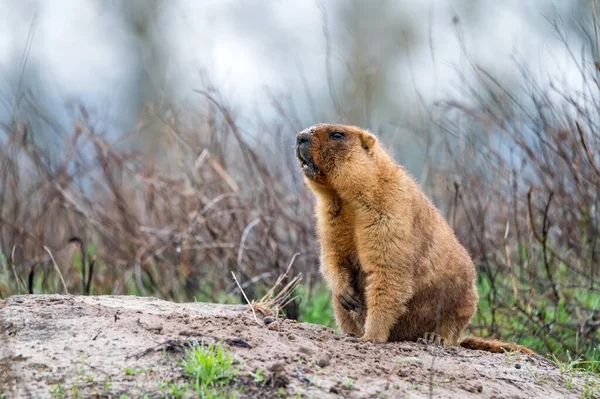 Bobak marmotta o Marmota bobak in steppa — Foto Stock