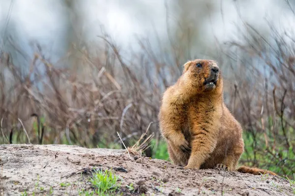 Bozkırda Bobak marmot veya Marmota bobak — Stok fotoğraf
