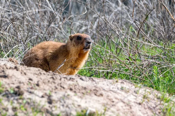 Bozkırda Bobak marmot veya Marmota bobak — Stok fotoğraf