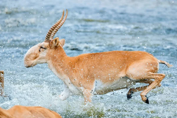 Bir saiga sürüsü bir sulama yerinde dörtnala gider. — Stok fotoğraf