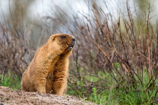 Bobak marmot of Marmota bobak in steppe Rechtenvrije Stockfoto's