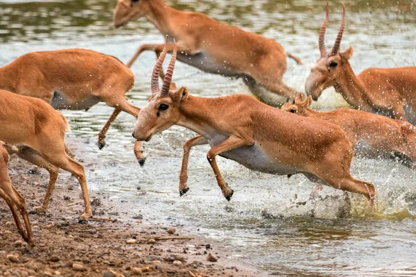 A herd of saigas gallops at a watering place Stock Picture