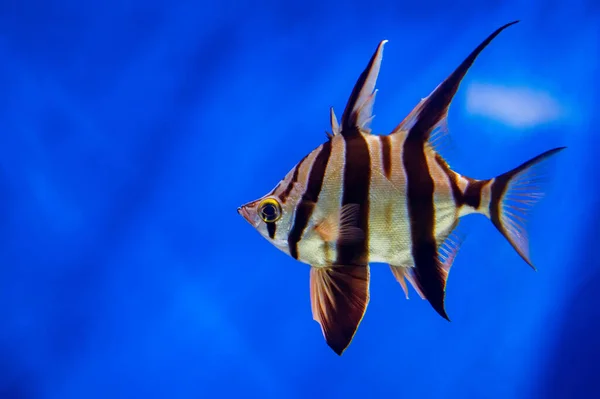 Enoplosus armatus or old wife fish in aquarium — Stock Photo, Image