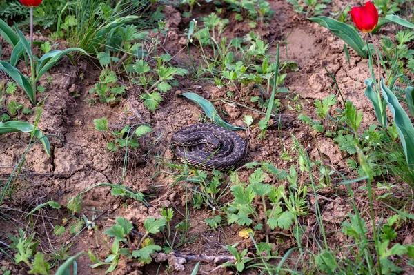 Middle Viper or Vipera renardi coiled up on the ground — Stock Photo, Image