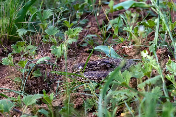 Bliski Viper lub Vipera renardi zwinięte na ziemi w trawie — Zdjęcie stockowe