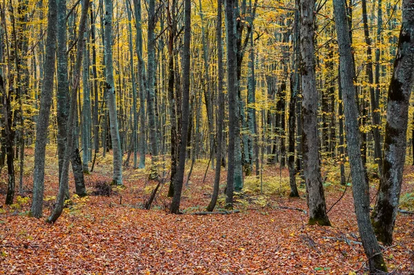 Kırmızı ve sarı yapraklarla dolu sonbahar ormanının manzarası.