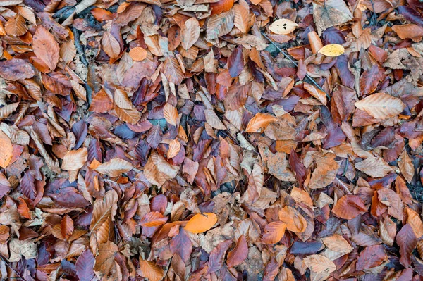 Spadek tła z żółtymi i czerwonymi liśćmi na ziemi — Zdjęcie stockowe