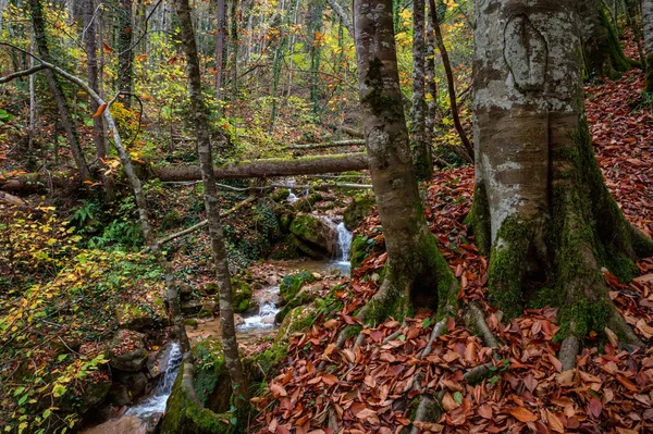 Un albero caduto su un torrente di montagna come un ponte — Foto Stock