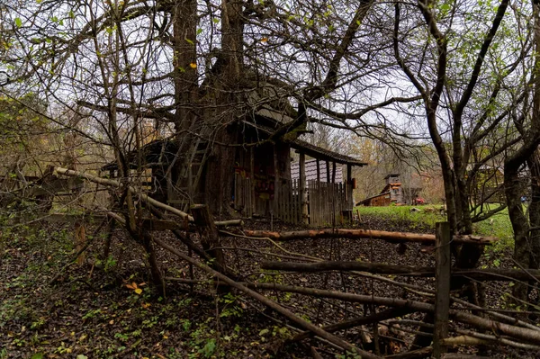 The old abandoned wooden house in the russian village under old dry tree — Stock Photo, Image