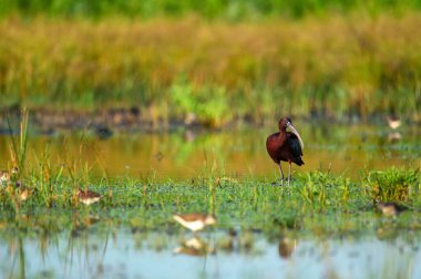 Plegadis falcinellus ya da doğal ortamdaki parlak aynak.