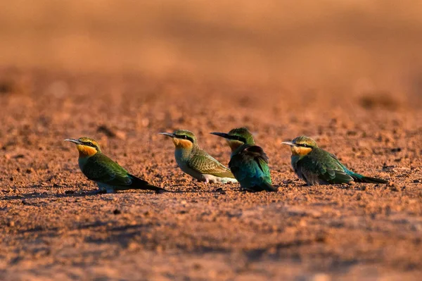 Merops persicus ya da mavi yanaklı arı yiyici dalda oturur. — Stok fotoğraf