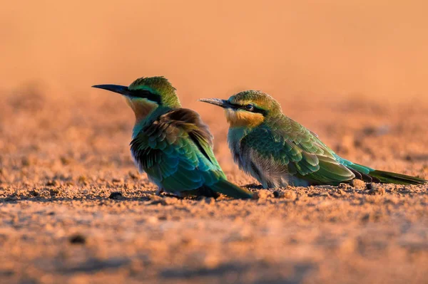 Merops persikus eller blåkindad biätare sitter på grenen — Stockfoto