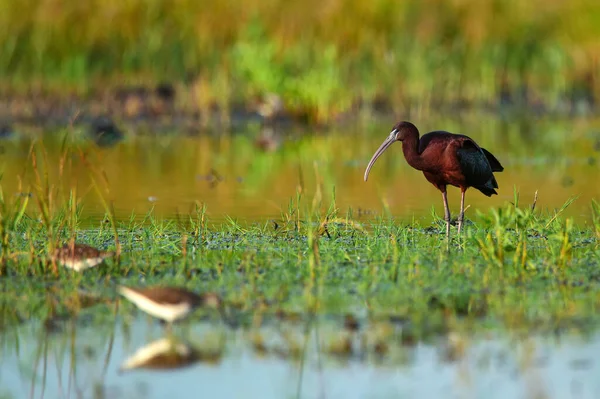 Plegadis falcinellus o ibis brillante en hábitat natural — Foto de Stock