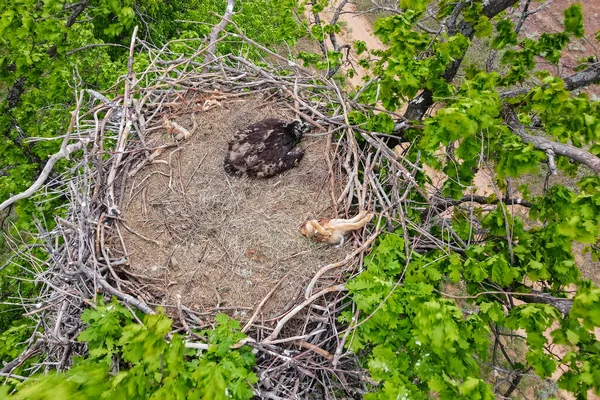 Pohled na hnízdo Haliaeetus albicilla nebo Orel běloocasý — Stock fotografie