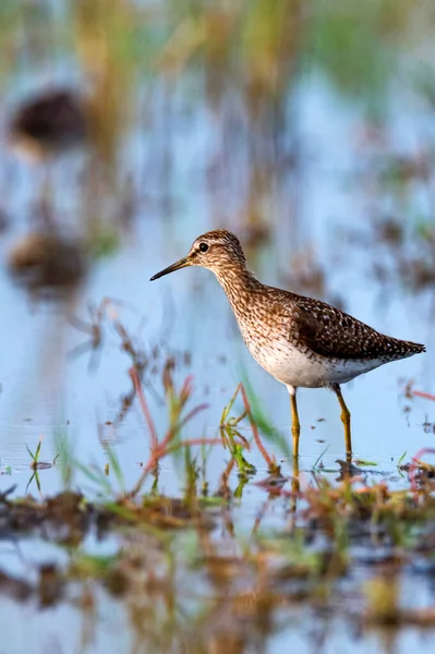 Tringa glareola or wood sandpiper in marshland Stock Image