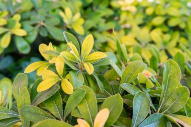 Güneşli bir günde Schefflera 'nın yeşil ve sarı yapraklarını kapatın.