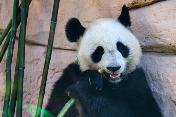 Dev pandanın yakınında bambu çubuğu yiyor.