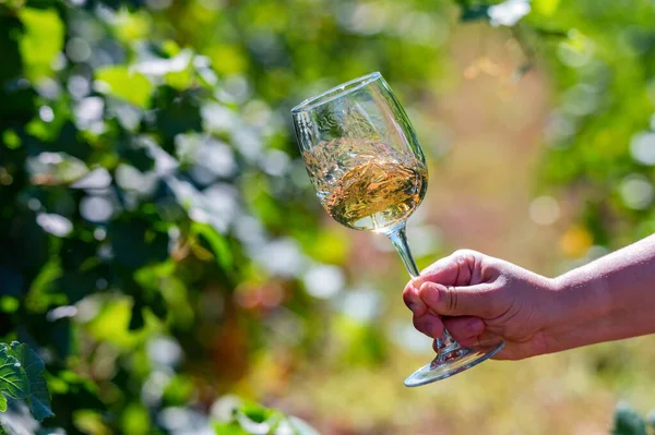 Üzüm bağının yanında beyaz şarapla el ele tutuşur.