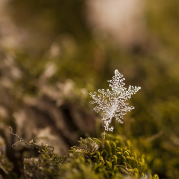 Ledový moss rostlina — Stock fotografie