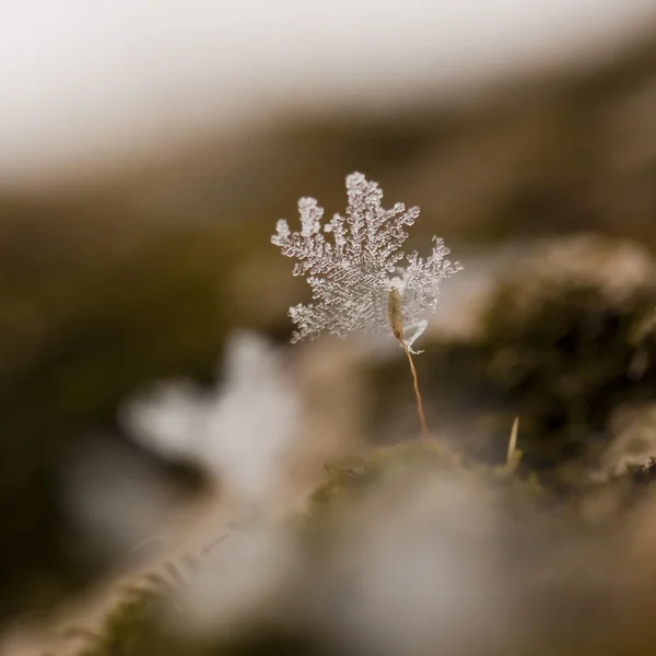 Eismoospflanze — Stockfoto