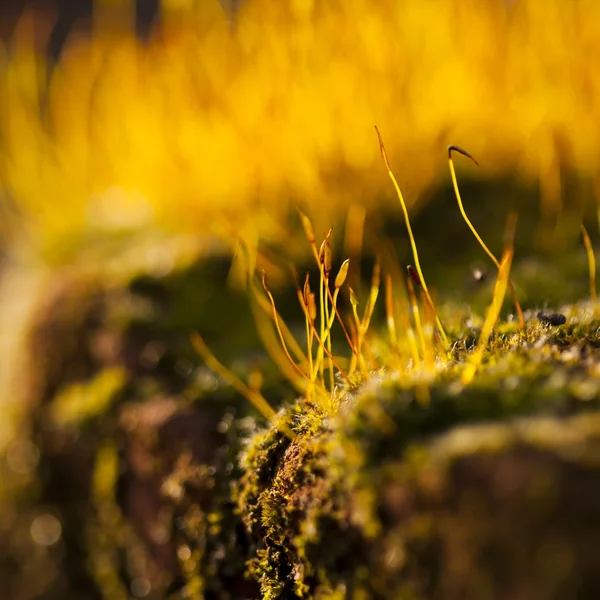 苔の花の背景 — ストック写真