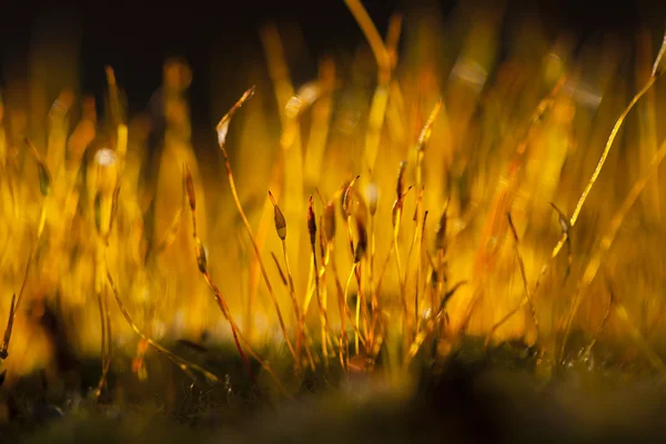 Flores amarillas de musgo — Foto de Stock