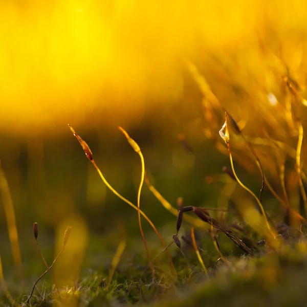 Yellow moss flowers — Stock Photo, Image