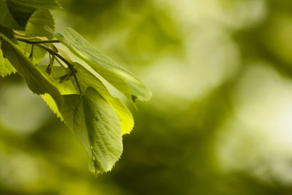 Green linden leaves — Stock Photo, Image