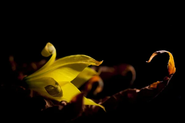 Tulipe sauvage jaune — Photo