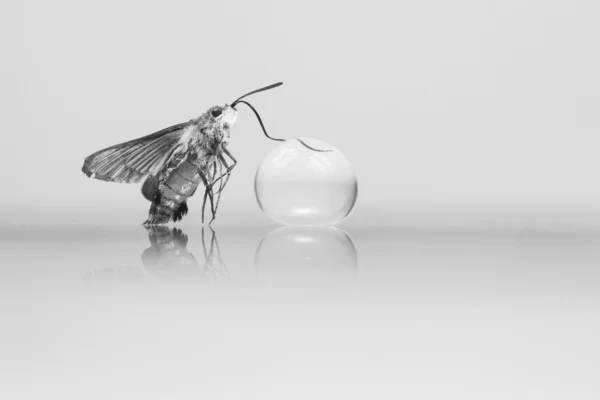 Butterfly and crystal ball — Stock Photo, Image