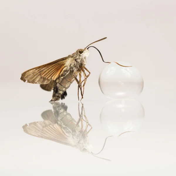 Butterfly and crystal ball — Stock Photo, Image