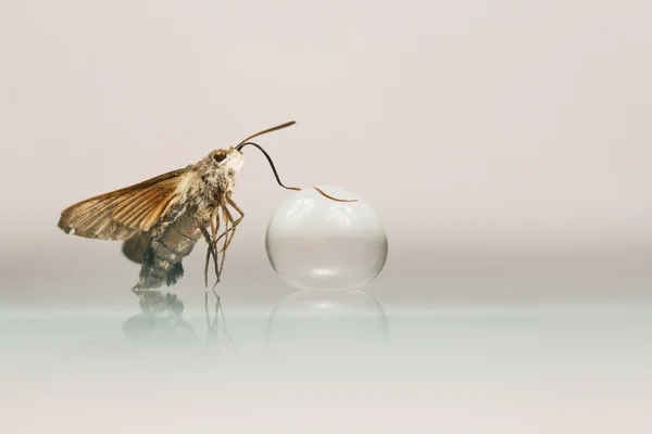 蝴蝶和水晶球 — 图库照片