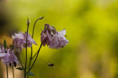 Aquilegia