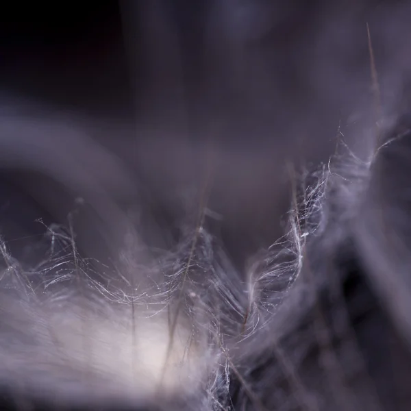 Macro diente de león — Foto de Stock