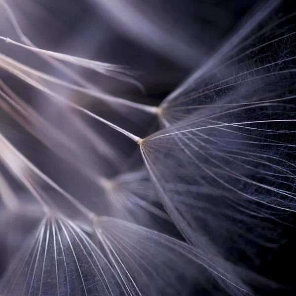 Macro dandelion — Stock Photo, Image