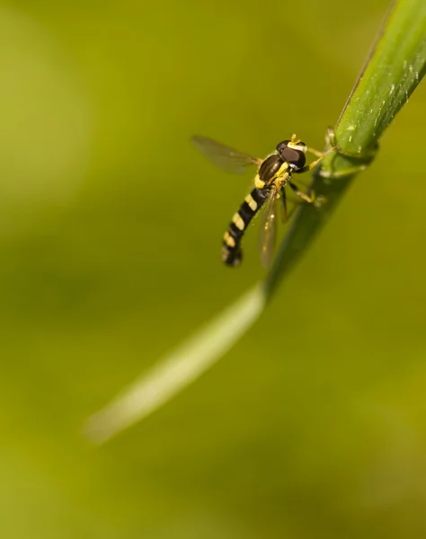 Pequeña abeja —  Fotos de Stock