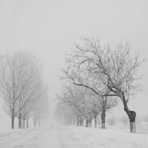 Träd i snö — Stockfoto