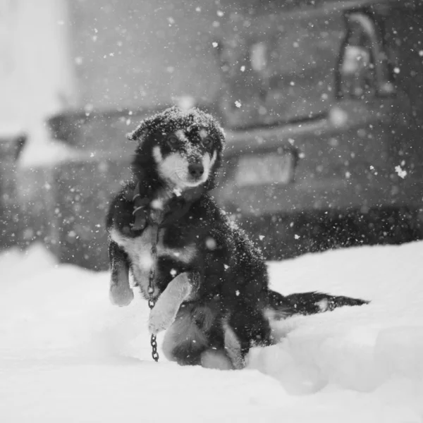 Chien dans neige — Photo