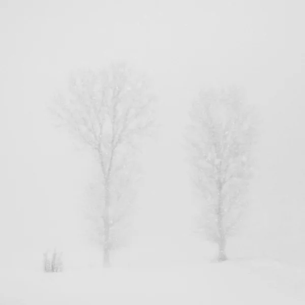 Дерева в снігу — стокове фото
