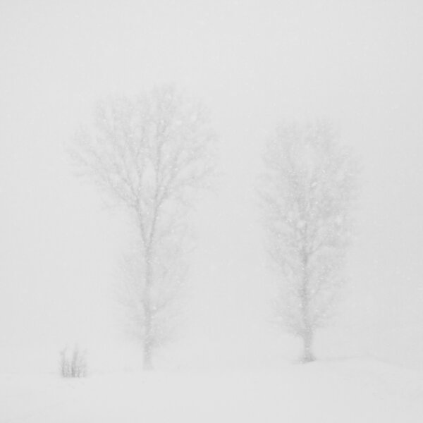 Trees in snow