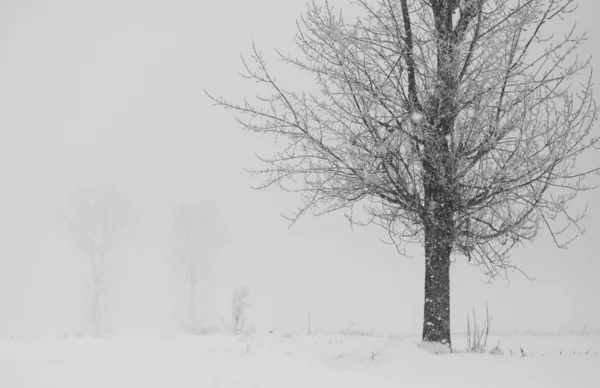 Bäume im Schnee — Stockfoto