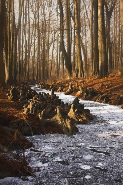 Forêt magique — Photo