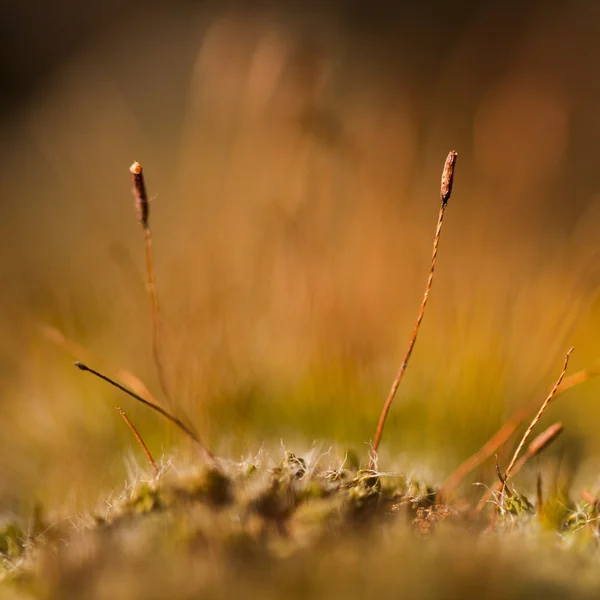 Moss flowers — Stock Photo, Image