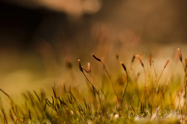 Moss flowers — Stock Photo, Image