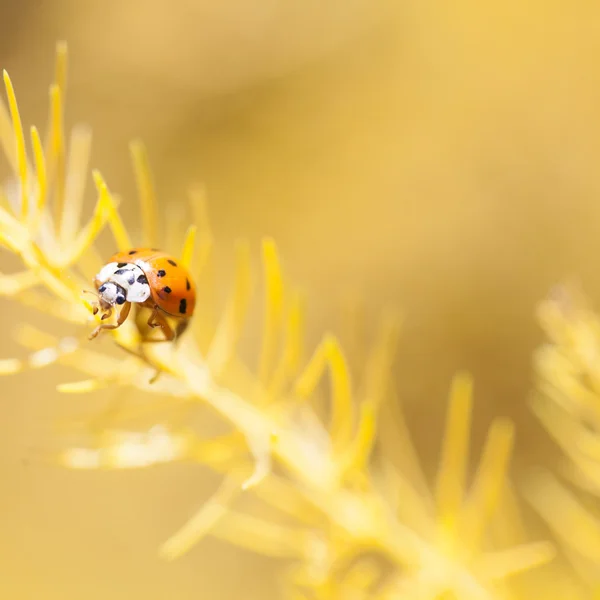 Mariquita. — Foto de Stock