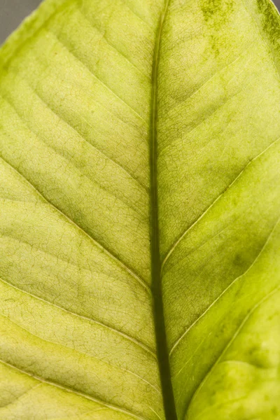 Bladstruktur — Stockfoto