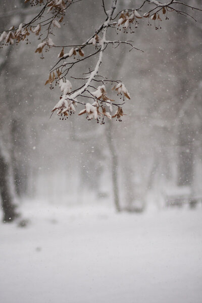Linden branch on winter tree background